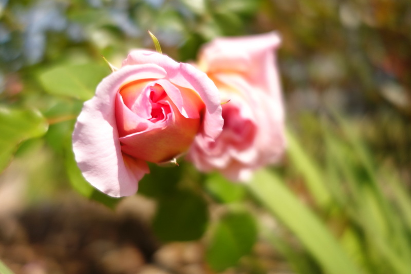 c0216472_747714.jpg