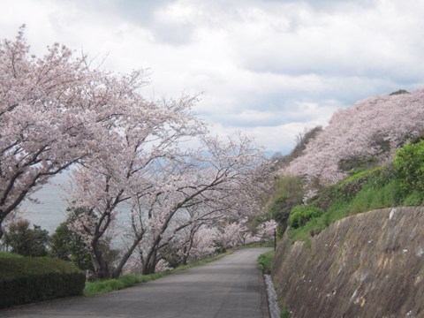 赤穂御崎の桜②_d0076283_1463746.jpg