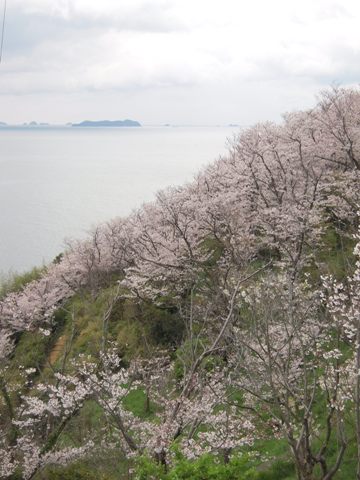 赤穂御崎の桜②_d0076283_147105.jpg