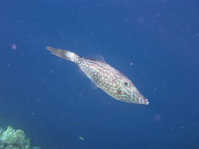 Kandolhu Island 2014-29　ひとりでスノーケリング_c0147790_14241490.jpg