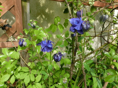 a0203003_90986.jpg