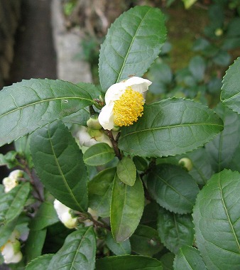 岩田園 (江戸の老舗 巣鴨食文化散歩5)_c0187004_9432535.jpg