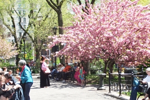 NYユニオン・スクエアの桜とかわいい春の妖精_b0007805_6532958.jpg