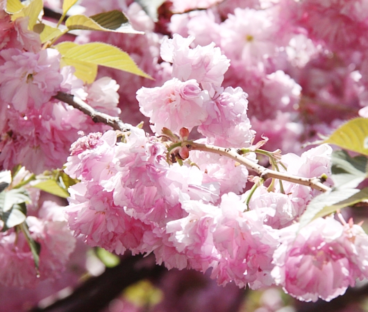 NYユニオン・スクエアの桜とかわいい春の妖精_b0007805_6541912.jpg