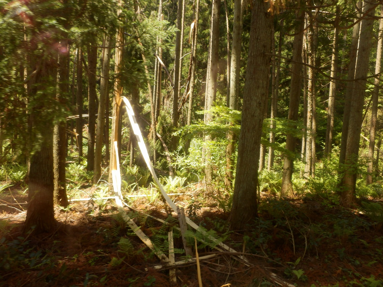 d0013610_97199.jpg