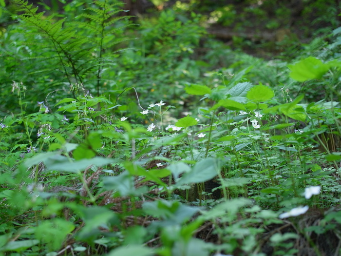 高尾山の花_e0276411_2339104.jpg