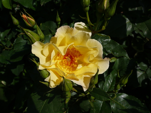 e0205713_219542.jpg
