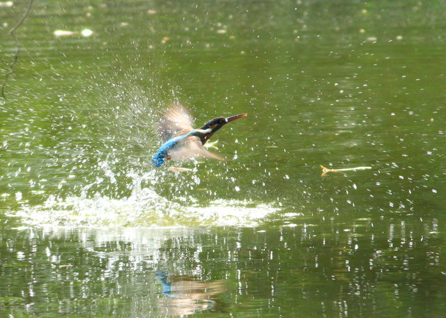 5月12日の水元のカワセミ・カワセミかあさん_a0272917_19511085.jpg