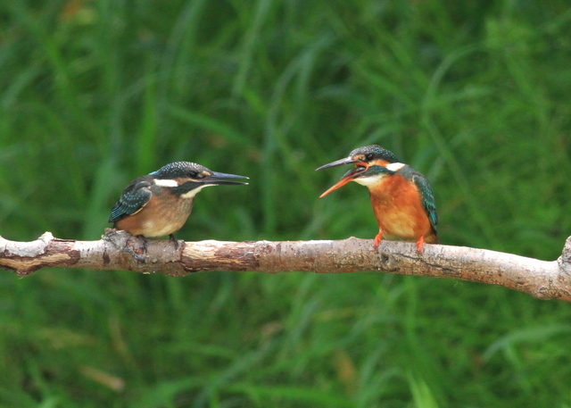 5月12日の水元のカワセミ・カワセミお子様たち_a0272917_20194334.jpg