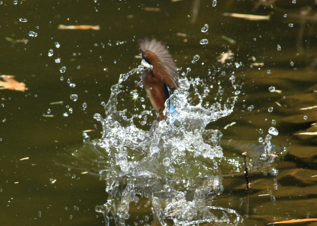 5月12日の水元のカワセミ・カワセミお子様たち_a0272917_20223956.jpg