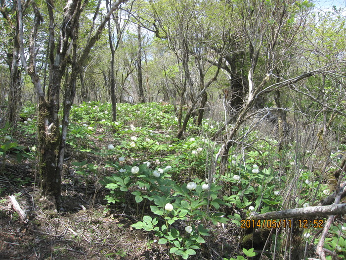 f0193521_11582917.jpg