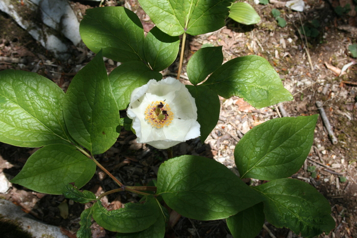 f0193521_1263745.jpg