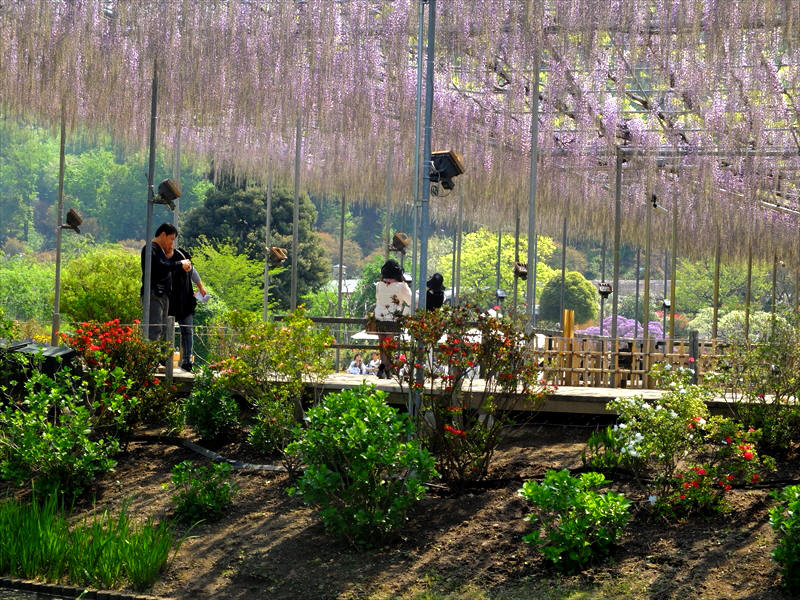 栃木県足利市　「足利フラワーパーク」_d0106628_06323037.jpg