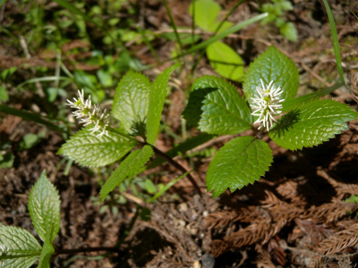 “今季お初の山芍薬に感激・感動”_e0272335_1313982.jpg