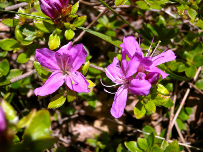 “今季お初の山芍薬に感激・感動”_e0272335_13353830.jpg