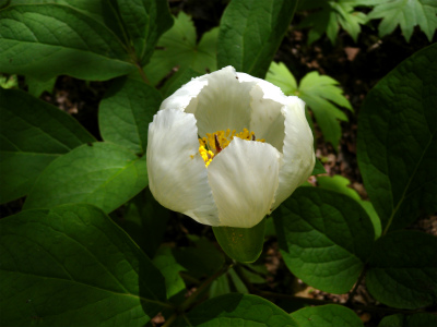 “今季お初の山芍薬に感激・感動”_e0272335_13501335.jpg