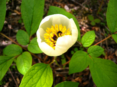 “今季お初の山芍薬に感激・感動”_e0272335_13523210.jpg