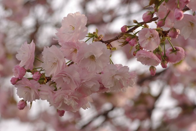 今年は、娘と八重桜_e0171336_22263591.jpg