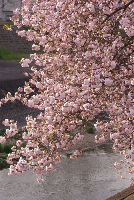 今年は、娘と八重桜_e0171336_22265071.jpg