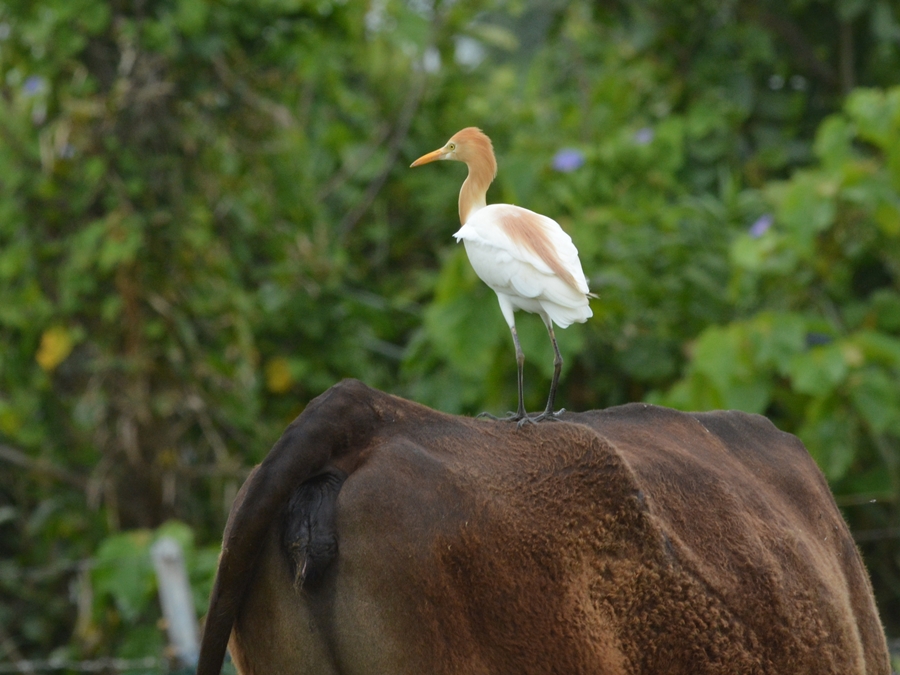 猩々鷺（アマサギ）/Cattle egret_b0309841_2275667.jpg