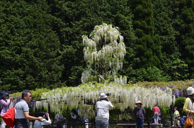 花の滝　　白井大町藤公園_d0045045_904282.jpg