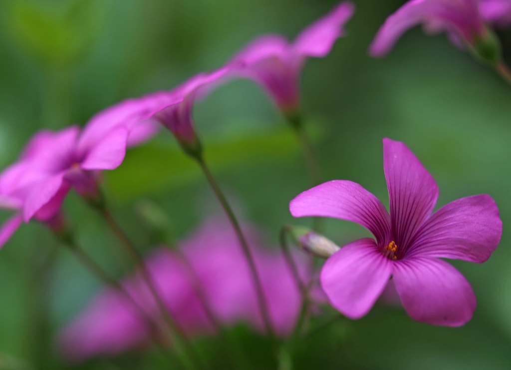 庭の小さなお花たち　№３　☆_d0146247_10214863.jpg