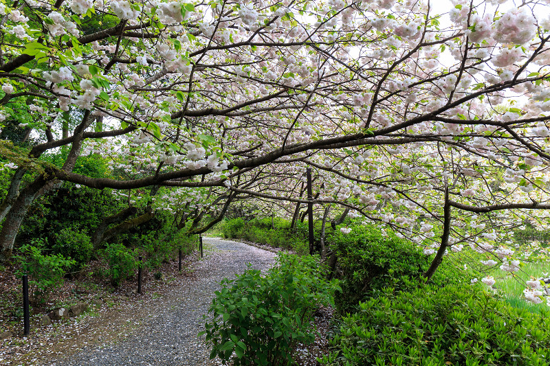 春の花咲き乱れる梅宮大社_f0155048_025299.jpg