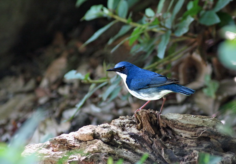 大阪城の野鳥_d0191555_19181372.jpg