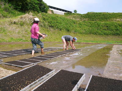 菊池水源棚田米　苗床作り　その２_a0254656_1644865.jpg