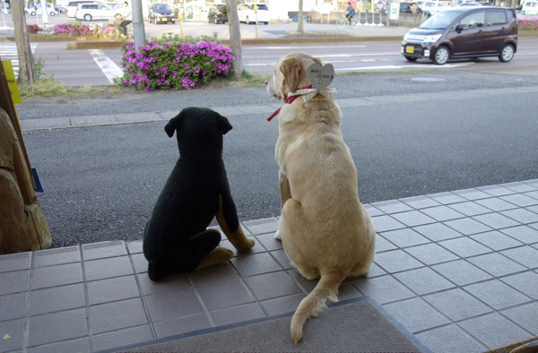 見よ！　働く犬の姿（接客ならまかせて）！笑_d0238057_14433746.jpg