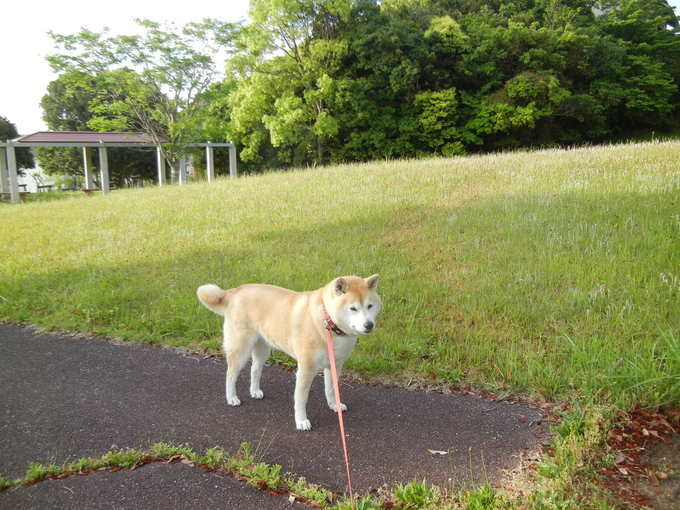 ’14,5,12(月)今日もお花がいっぱい~!_f0060461_9215327.jpg