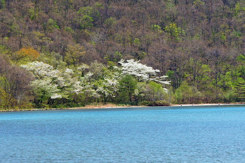 大崎市鳴子温泉の春景（その２）_e0006964_114837100.jpg