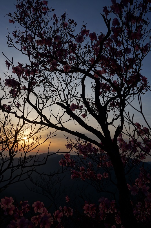 花咲く天狗岩～祖母山周回路・・・その2_f0016066_18453457.jpg