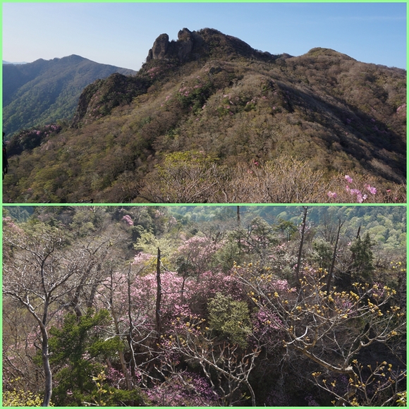 花咲く天狗岩～祖母山周回路・・・その2_f0016066_18495551.jpg