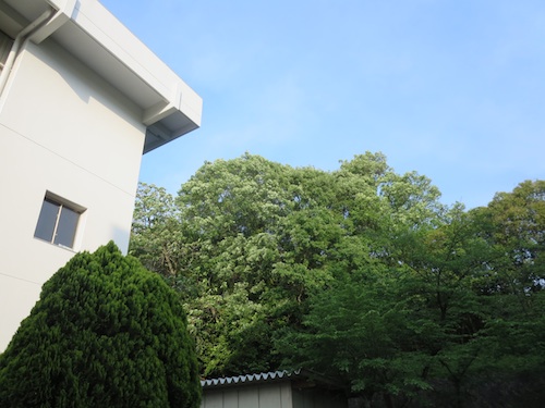 寝屋川_c0000970_1839321.jpg