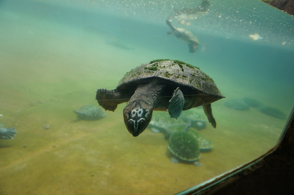 ハワイで動物園_b0244372_1043786.jpg