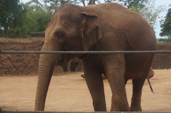 ハワイで動物園_b0244372_10592172.jpg