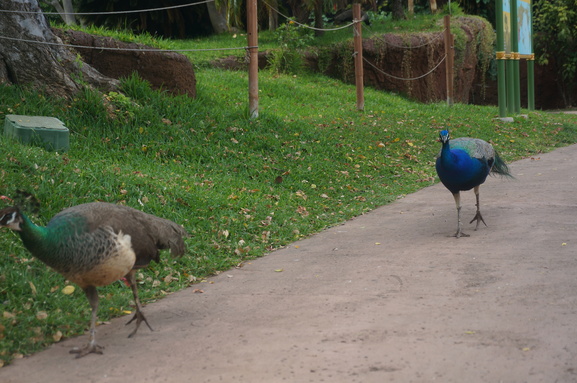 ハワイで動物園_b0244372_11101476.jpg