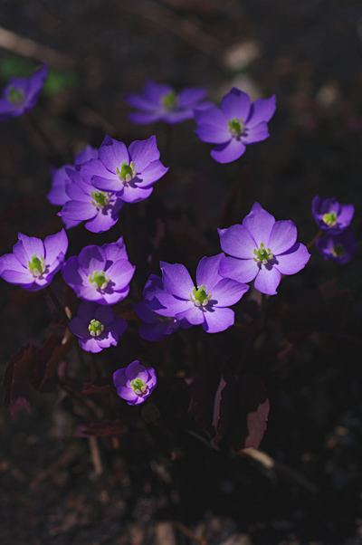 カタクリその後 花日記