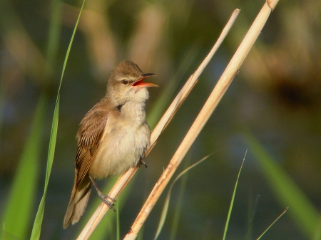 ★先週末の鳥類園(2014.5.10~11)_e0046474_1971687.jpg