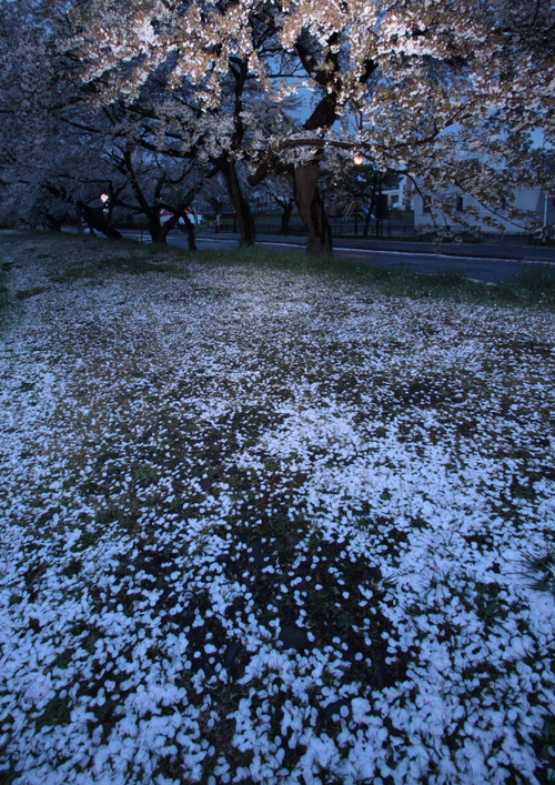 桜_e0287981_2244737.jpg