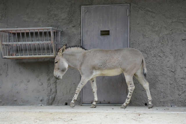 ２０１４年５月　東山動物園　その１　新ツシマヤマネコ舎_a0052986_22453693.jpg