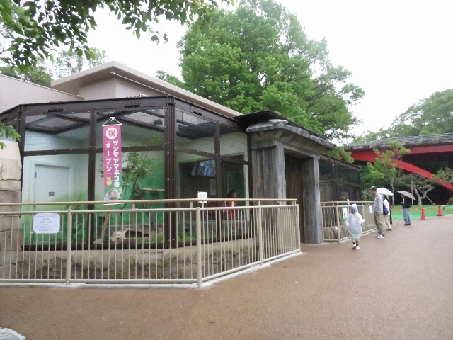 ２０１４年５月　東山動物園　その１　新ツシマヤマネコ舎_a0052986_23134889.jpg