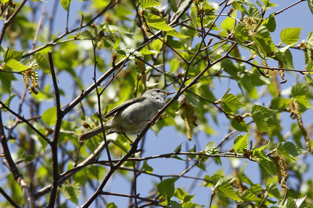 Wild bird_e0128187_16080703.jpg