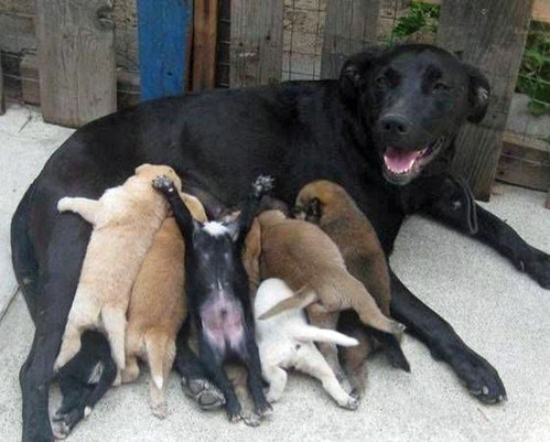 犬 猫 笑ってしまう写真集 イギリスのマダム