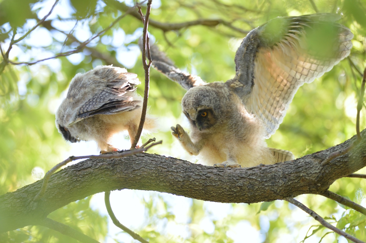 巣立ち　フクロウとトラフズク_e0261593_19301825.jpg