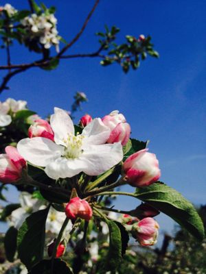 りんごの花_a0134394_6111831.jpg