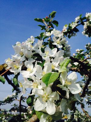 りんごの花_a0134394_6112082.jpg