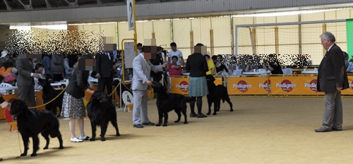 ’14 FCI近畿インタードッグショー_f0176499_20062690.jpg