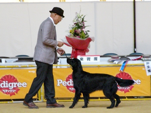 ’14 FCI近畿インタードッグショー_f0176499_20090878.jpg